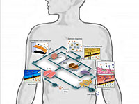 Разработка Гарварда 