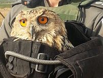 Пограничники спасли раненого филина возле забора безопасности. ФОТО