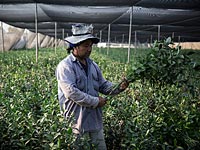 Израиль и Китай инициировали новую программу сотрудничества в сфере сельского хозяйства