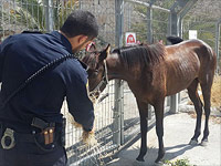 Хорошее отношение к лошадям: полицейские спасли животное от арабских подростков