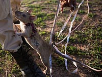 Хвостатый десант: гигантские крысы разминируют Камбоджу