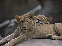 Два львенка из Газы получили разрешение на проезд по израильской территории