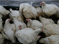 Минсельхоз закрыл