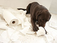 В желудке лабрадора Тики обнаружены  62 ленты, 8 трусов и один бандаж