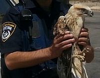 Полицейский спас раненого змееяда. ФОТО