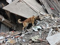 Число жертв обрушения дома в Перми увеличилось