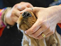 Мэр итальянского городка запретил собакам лаять в послеобеденные часы