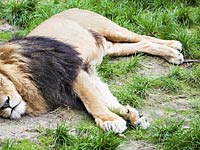 Дантист из США застрелил в Зимбабве легендарного льва Сесиля