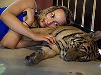 В обнимку с хищником: тигриная нежность в Мае-Рим