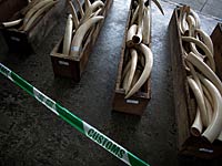 Американские авиакомпании запретили перевозку охотничьих трофеев