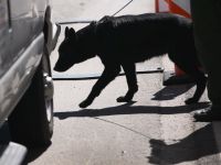 Житель Алабамы арестован за секс с овчаркой: во время соития он нечаянно позвонил другу