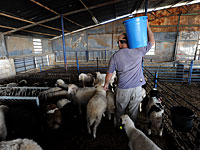 В Бейт-Дагане прошла демонстрация фермеров: 