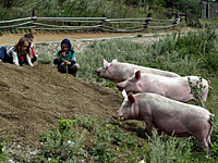 Россия готовится ограничить поголовье скота и птицы в подсобных хозяйствах