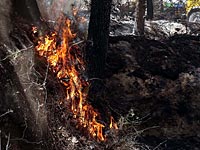 В округе Биньямин неизвестные сожгли бедуинскую палатку