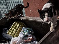 Правительство Австралии планирует уничтожить 2 миллиона одичавших кошек к 2020 году  