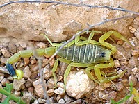 Желтый скорпион, 