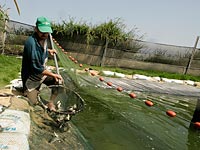 На границе с Газой египтяне создают систему рыбного хозяйства для борьбы с туннелями