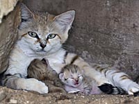 Барханная кошка Ротем родила котят в рамат-ганском 