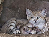 Барханная кошка в рамат-ганском 