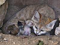 Барханная кошка в рамат-ганском 