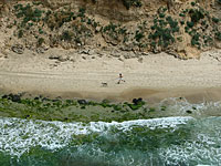 Найден хозяин лабрадора, 