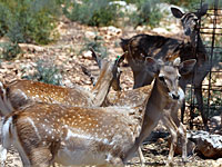 Бойцы ЦАХАЛа нашли у подозреваемого в терроре четырех оленей