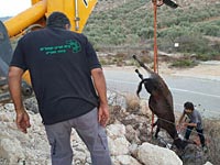 Евреи и арабы провели совместную операцию по спасению осла