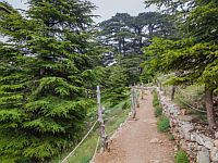 Бейрутская роща вновь открыта для посетителей, после 20-летней реабилитации