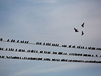 Установлен очередной рекорд потреблении электроэнергии в Израиле