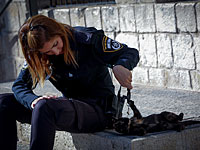 Кот устроил 