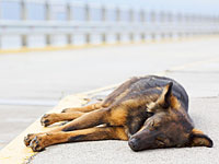 Освобожден из-под стражи Мустафа Сус, зверски замучивший краденую собаку