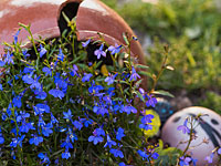 На празднике в Германии скончался трехлетний мальчик –  беженец из Ирака