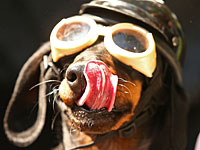 Гонки такс в Мельбурне: конкурс красоты и скорости