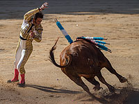 Шведская порнозвезда не вынесла зрелища корриды и  бросилась спасать быка
