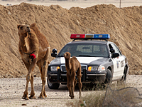 В Кувейте задержан водитель, совершивший 1.645 нарушений ПДД