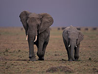 Слоны научат человека бороться с онкологическими заболеваниями