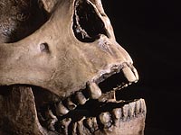 Ученые: причиной переселения народов в Бронзовом веке могла быть чума