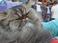 Скоро в Ашдоде – Фестиваль кошек