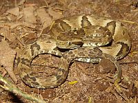 Обыкновенная жарарака (лат. Bothrops jararaca) 