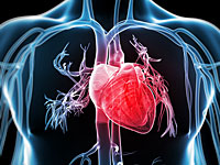 Ученые: сердца мужчин и женщин стареют по разному