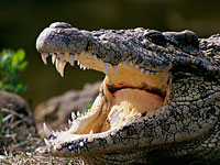 Крокодилы против наркоторговцев и коррупции: минюст Индонезии изучает проект