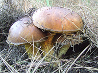 В Израиле начался очередной грибной сезон