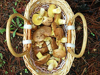 Начало грибного сезона в Израиле. Фоторепортаж