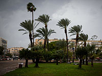 Минсельхоз просит не подходить к больным пальмам: долгоносики