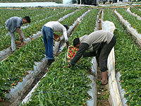 Пятеро иностранных рабочих отравились веществом, похожим на нервно-паралитический газ