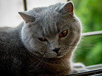 Жители Бельгии 