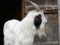 Козел Тимур, присланный на съедение тигру, выжил хищника из его клетки