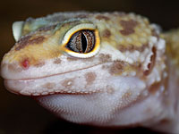 Фотографии израильтянина о