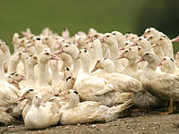 Во Франции зафиксировано три новых случая птичьего гриппа