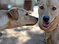 Приняты поправки к закону: четыре года тюрьмы за издевательства над животными